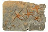 Five Large, Ordovician, Fossil Brittle Stars (Ophiura) - Morocco #189665-3